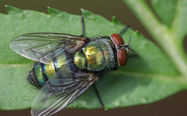 johannesburgs-fly-infestation-a-growing-concern