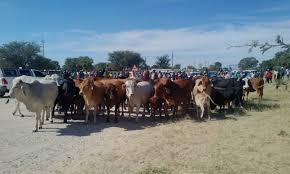 livestock-theft-destroys-livelihoods